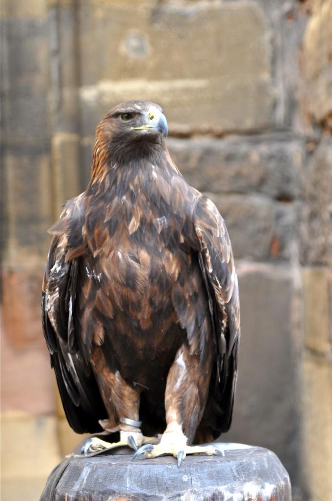 L'aigle royal, oiseau majestueux, est protégé depuis 1970