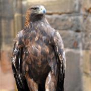 L'aigle royal, oiseau majestueux, est protégé depuis 1970