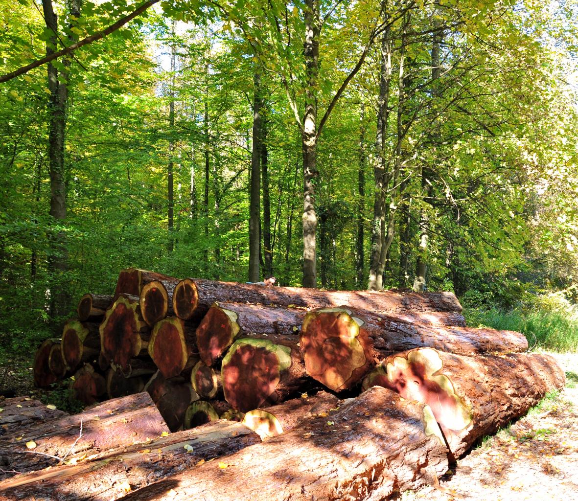 Ces Sequoïas ont été abattus pour laisser la place à d'autres