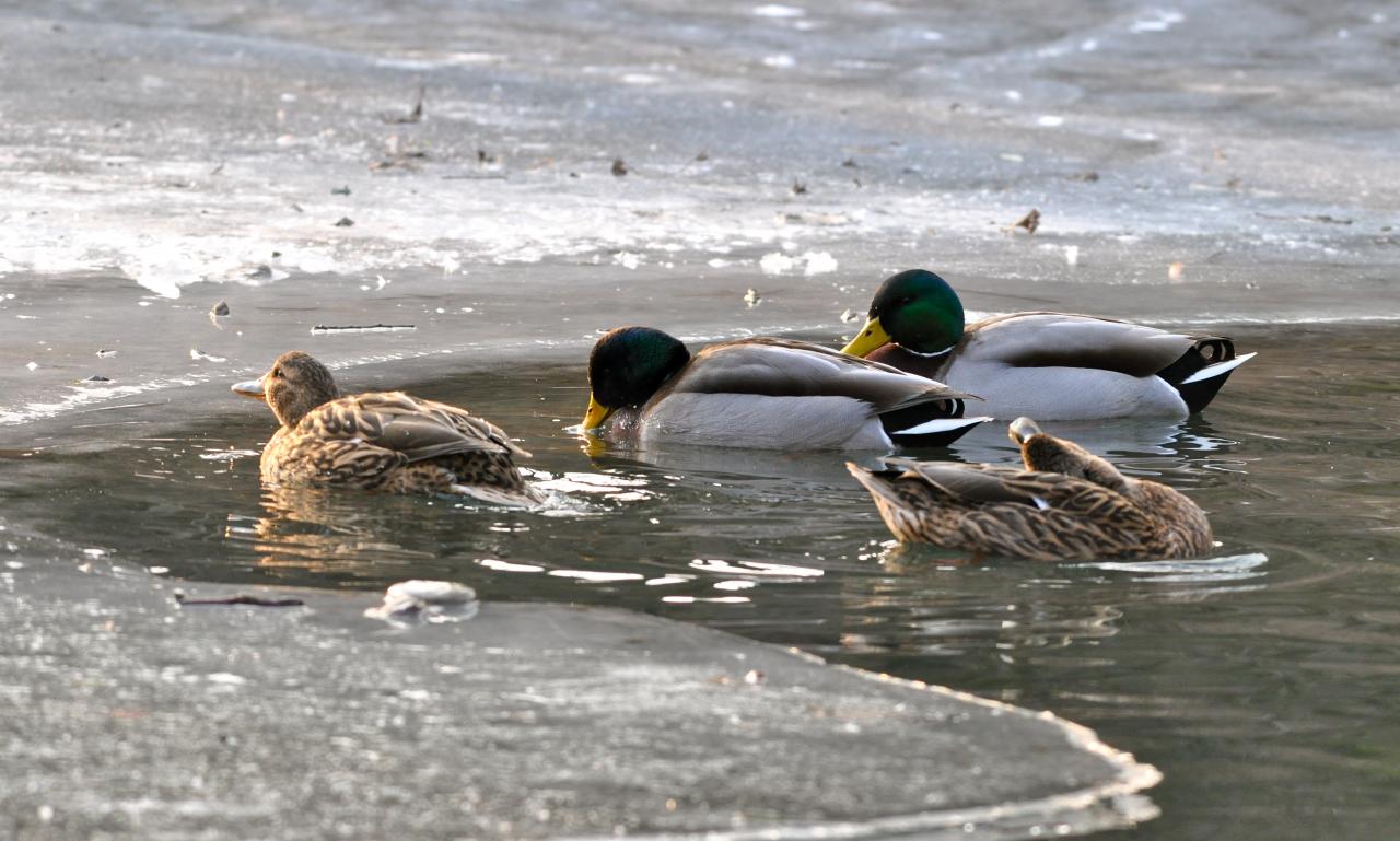 La glace ne nous laisse pas beaucoup de place pour barboter