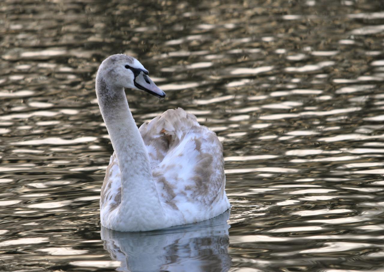 Cygne juvénile.