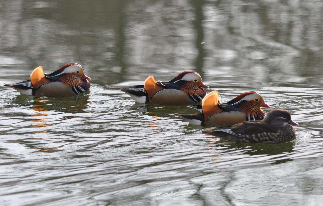 Le canard mandarin est un symbole de la fidélité en Asie