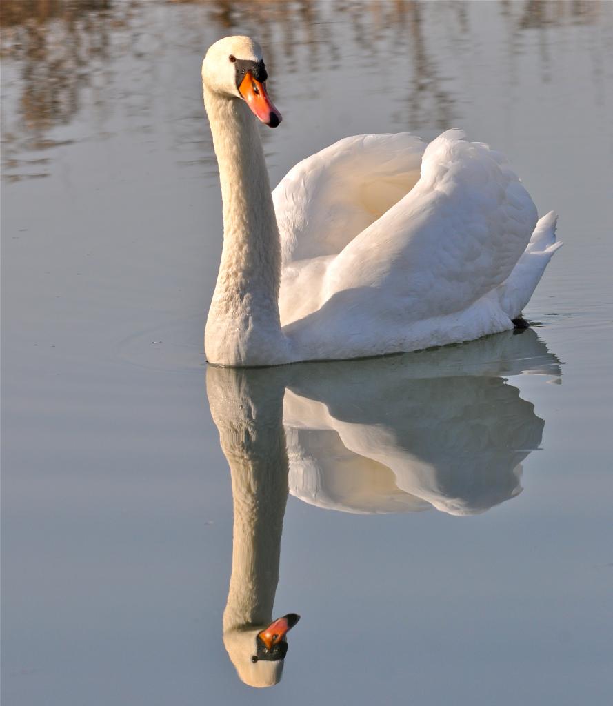 Je m'admire dans l'eau