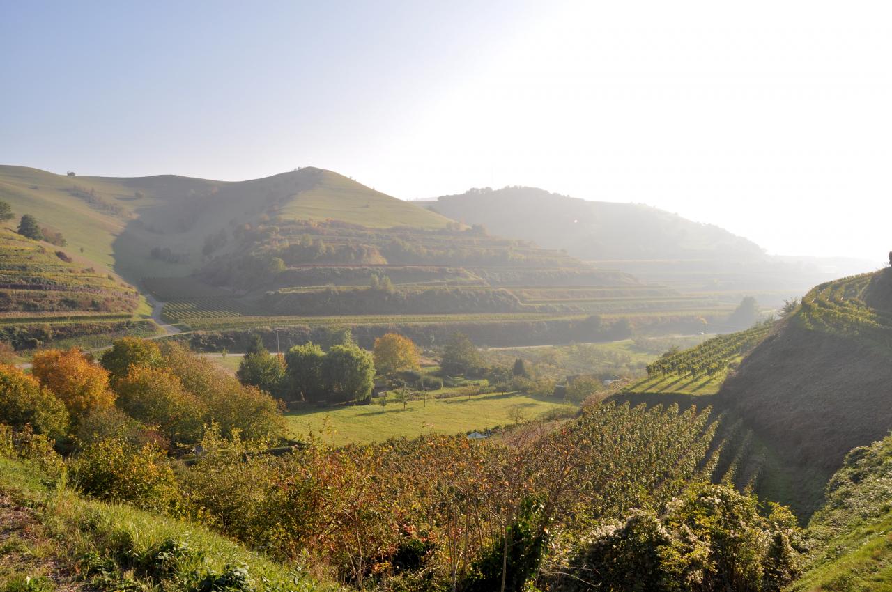 Vue sur le vignoble en terrasses et au fond les chaumes