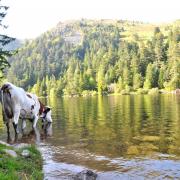 Lac du Forlet au dessus de Soultzeren