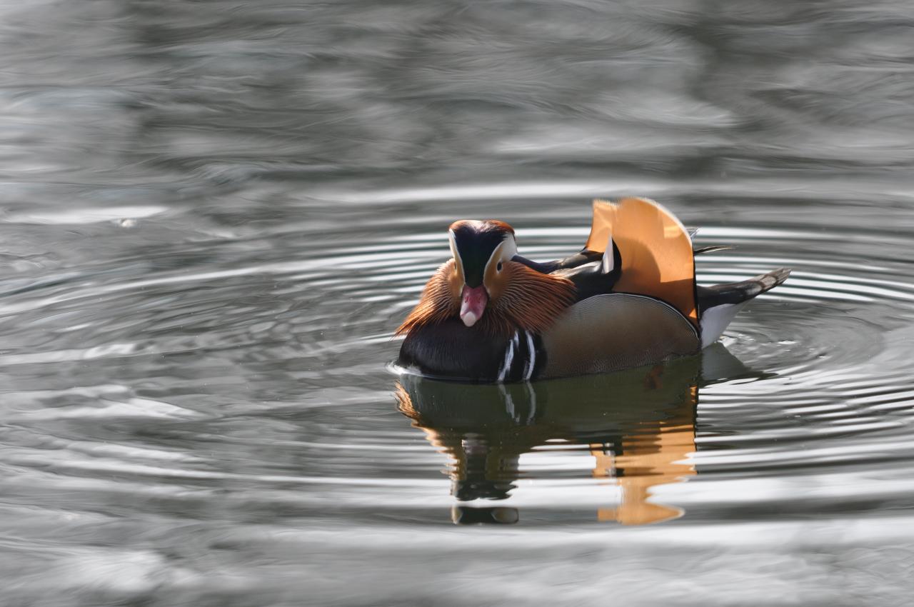 Le canard mandarin est une espèce totalement protègée