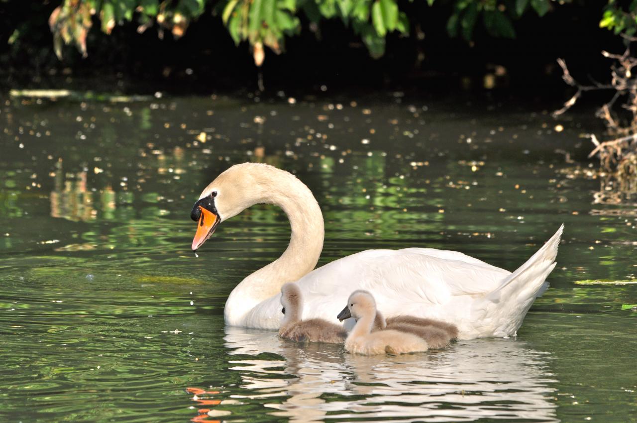 C'est rassurant d'être à côté de maman