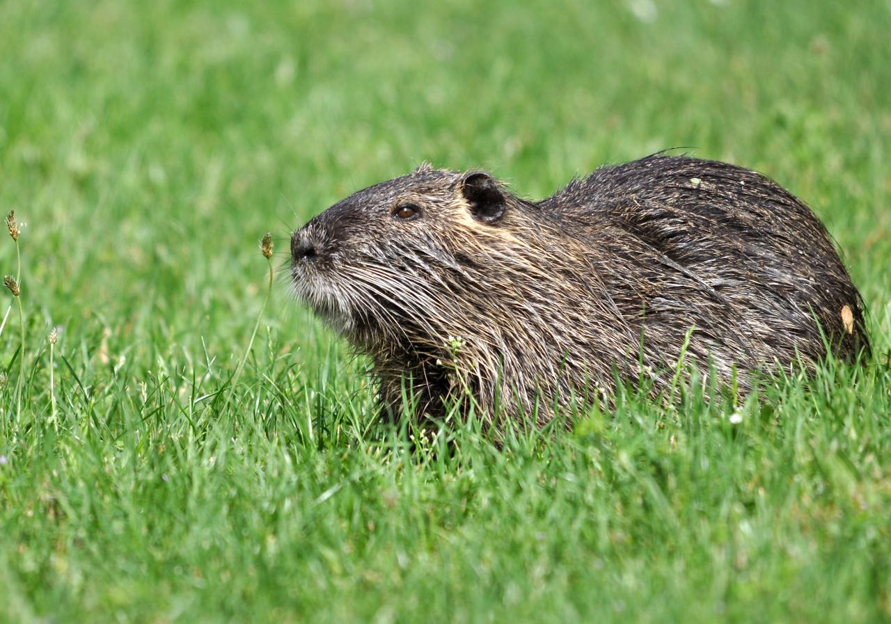 C'est quoi ce brin d'herbe ?