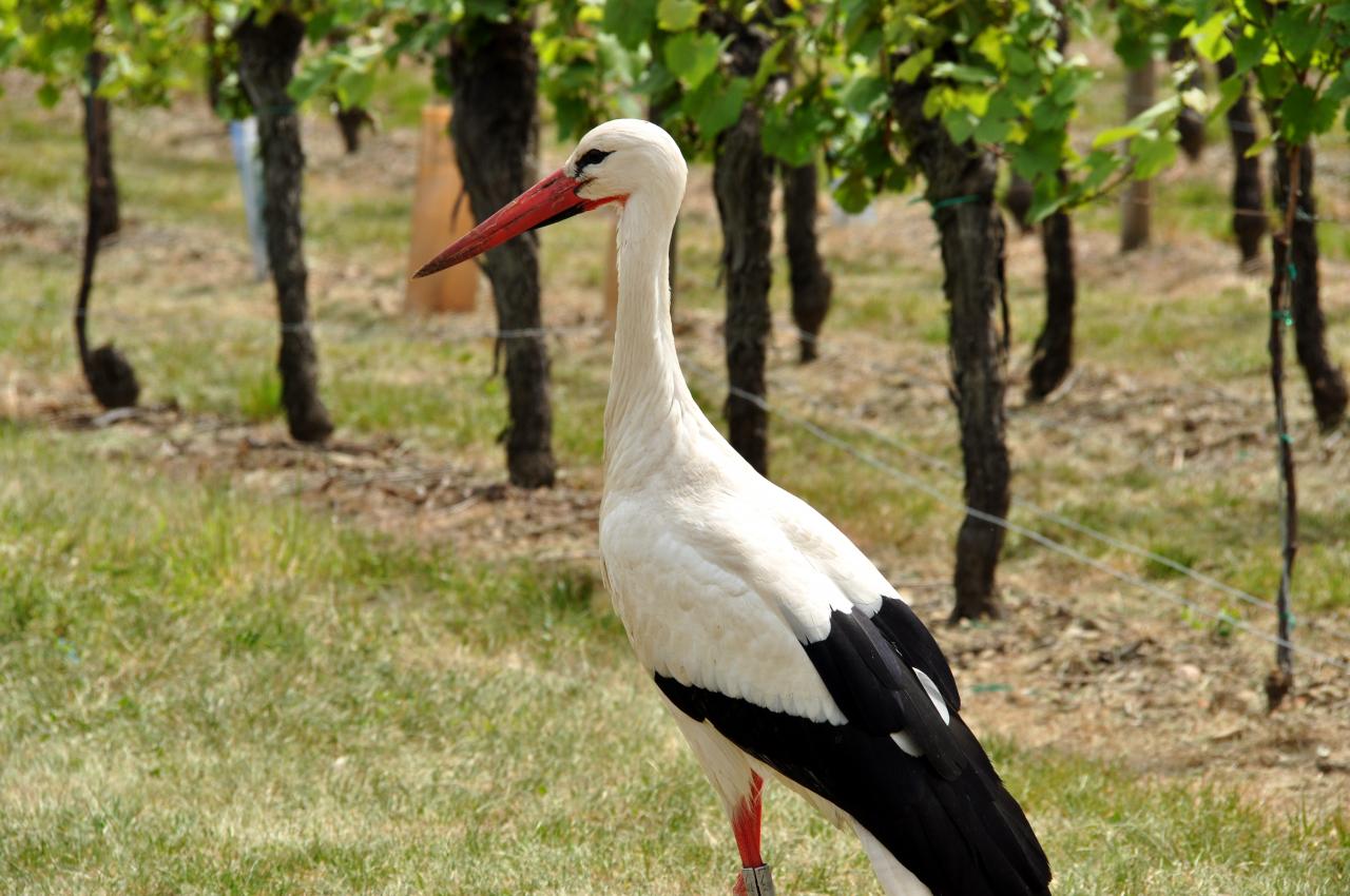 Une cigogne viticultrice à Hunawihr