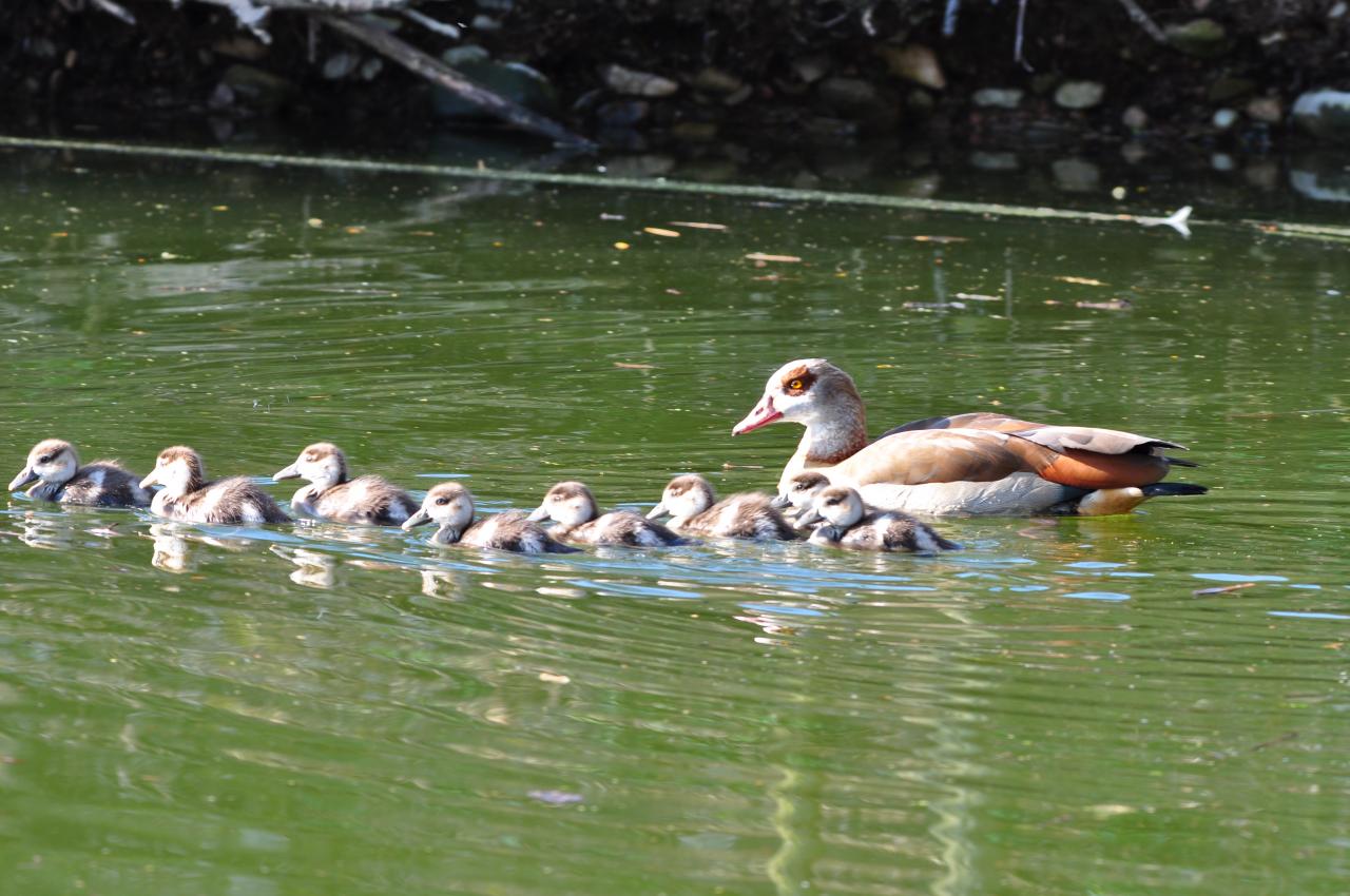 Grande famille