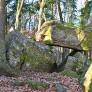 L'aurel des druides au dessus du Schauenberg