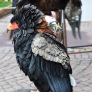 L'aigle bateleur parcourt jusqu'à 400 km par jour...