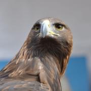 Sa vue est huit fois plus perçante que celle de l'humain