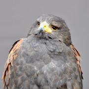 ...possède un comportement social très complexe