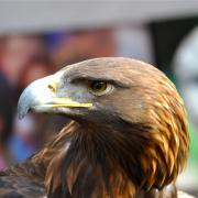L'aigle royal dispose d'un bec crochu très puissant.