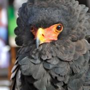 ... c'est également un charognard