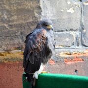 Buse américaine ou de Harris...