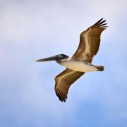 Pélican brun, oiseau le plus lourd capable de voler