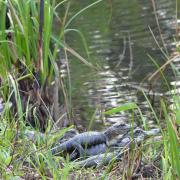 Les bébés alligator