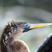 Portrait d'un cormoran à collier brun