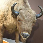 L'Aurochs est une espèce disparue de bovidé, ancêtre des bovins actuels