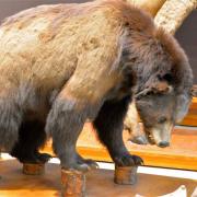 L'Ours des cavernes est une espèce éteinte d'ours de grande taille