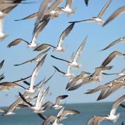 Un nuage de sternes à bec en ciseaux