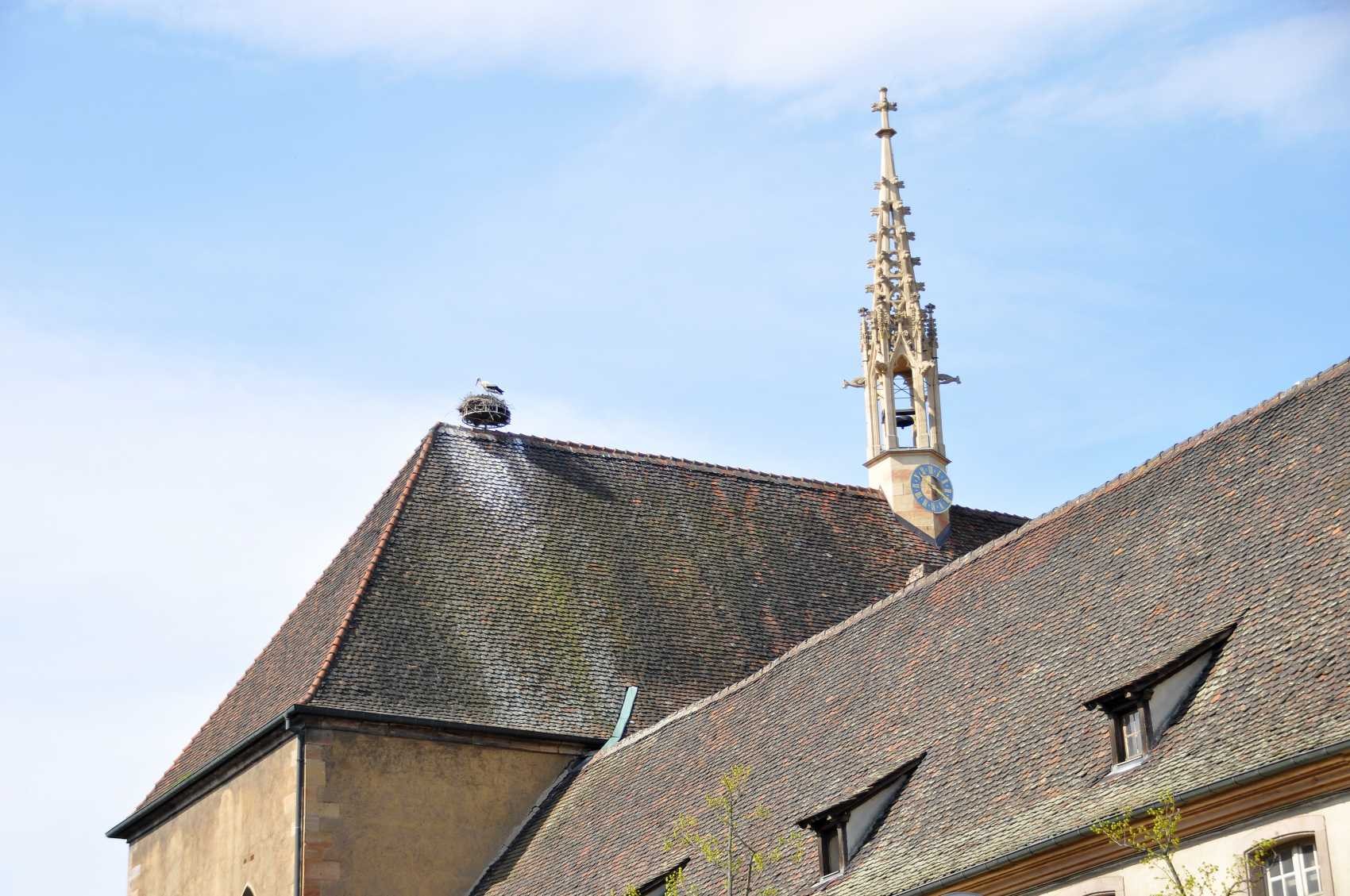 Colmar, un nid de cigognes au sommet de l'église des Catherinettes...