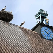 Cigognes sur le toit de l'hôtel de Ville