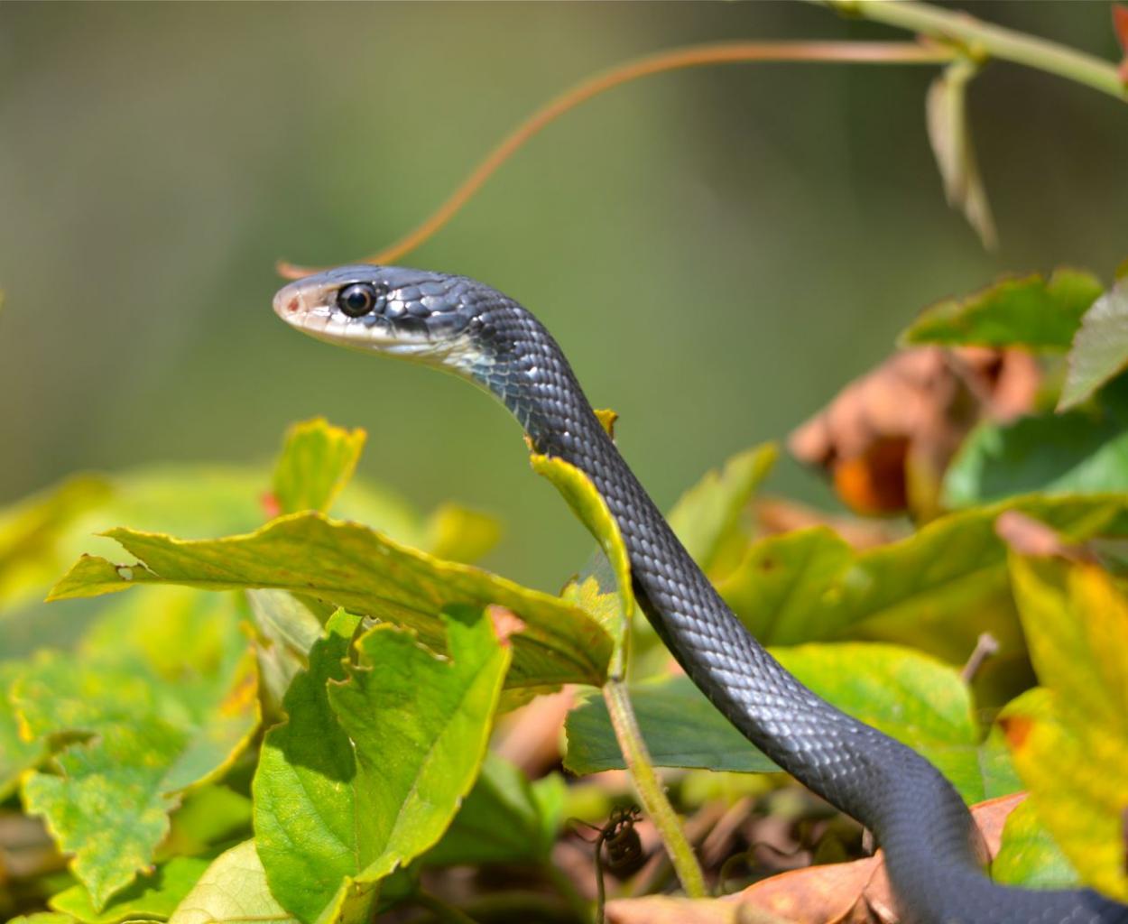 Serpent noir de Floride, inoffensif