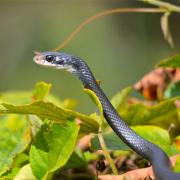 Serpent noir de Floride, inoffensif