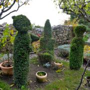Sculptues végétales,  gardiennes du jardin ?