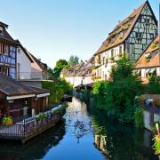 Les cygnes en balade sur la Lauch, nommée la Petite Venise