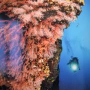 Egypte mer rouge st john alcyonnaire arborescent 2017
