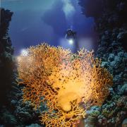 Egypte mer rouge st john corail de feu 2014