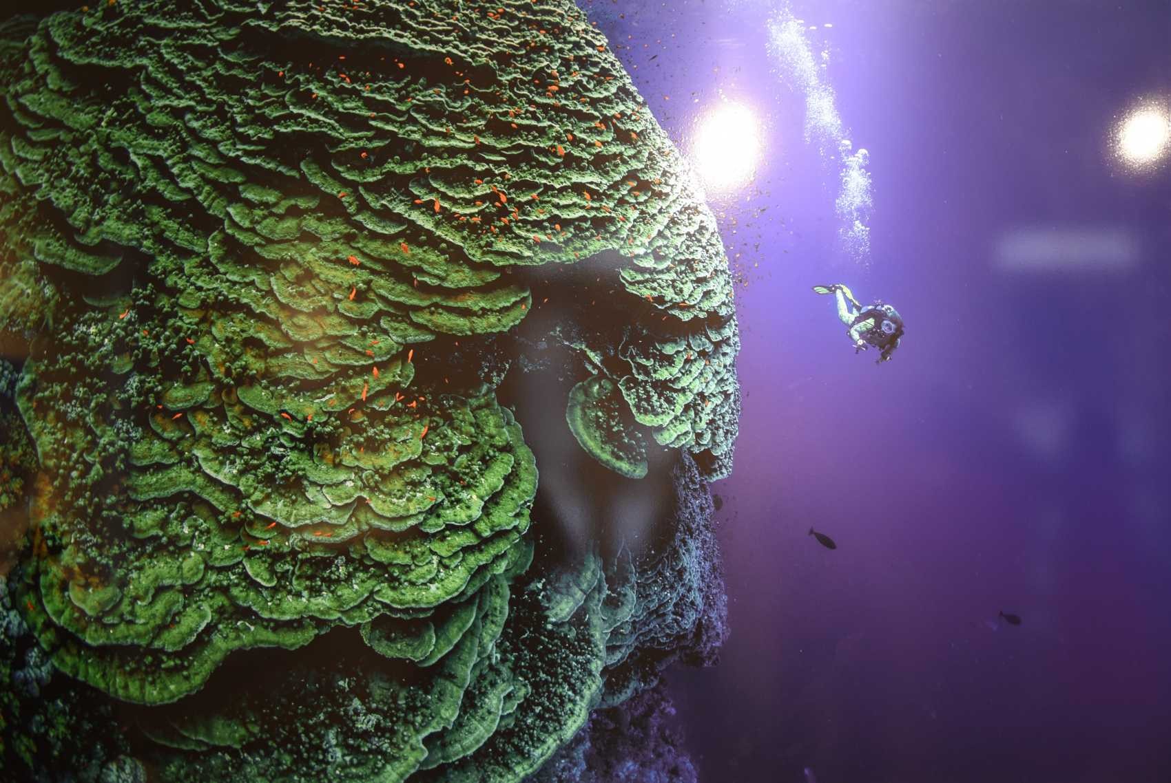 Egypte mer rouge st john corail turbinaires 2017