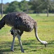 Emeu d'Australie. Le 2ème plus grand oiseau au monde