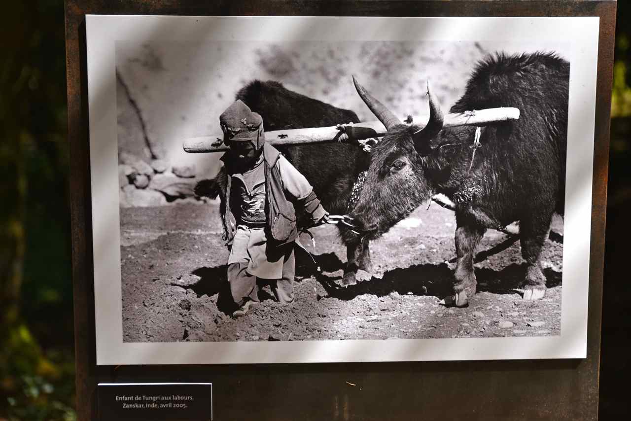Enfant aux labours-Zanskat. Inde