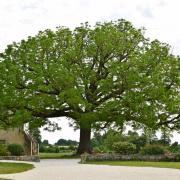 ...est répertorié comme l'un des plus beaux arbres de Saintonge.