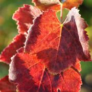 Feuille rouge, feuille folle, bientôt tu vas virevolter dans le vent