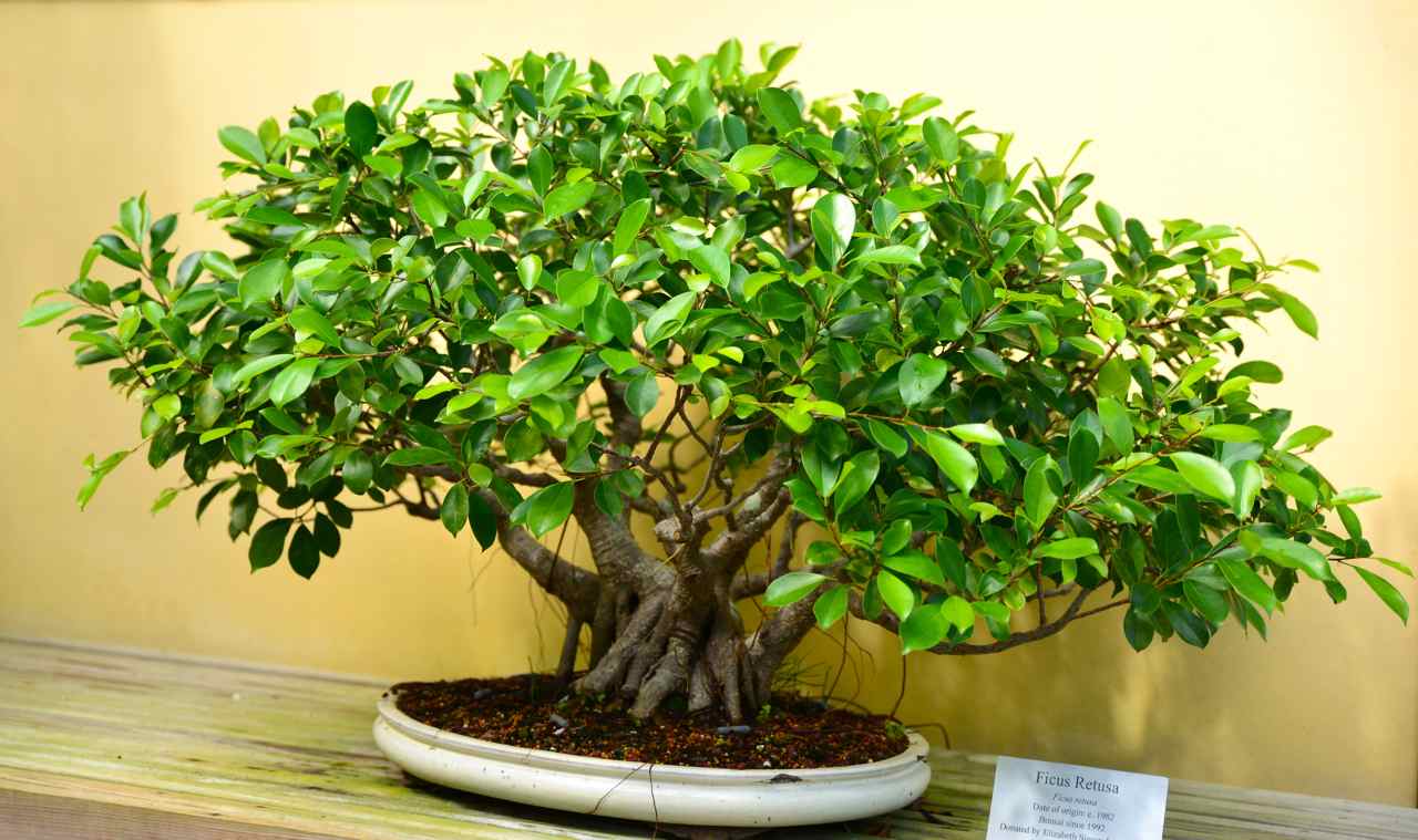 Ficus Retusa, date de 1992