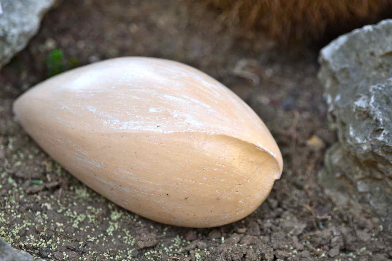 Gincko Biloba. Ovule d'un arbre. Taille réelle 4cm. Terre cuite vernissée