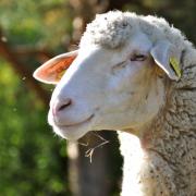 Gros plan sur une tondeuse écologique :=)