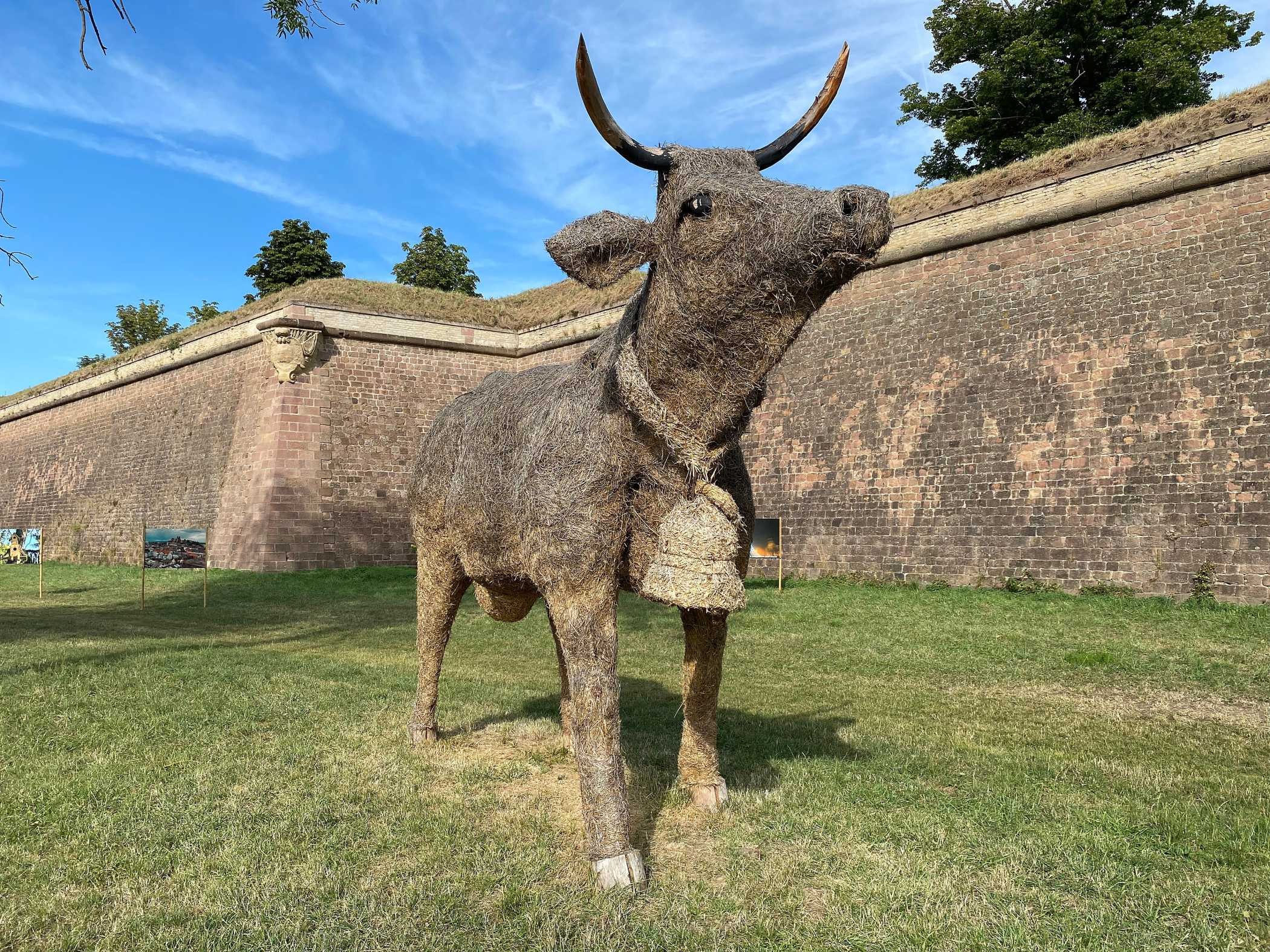 Une belle vache vosgienne