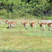 Impalas - Antilopes. Poids des mâles :de 45 à 75kg.. Taille au garrot de 75 à 85 cm
