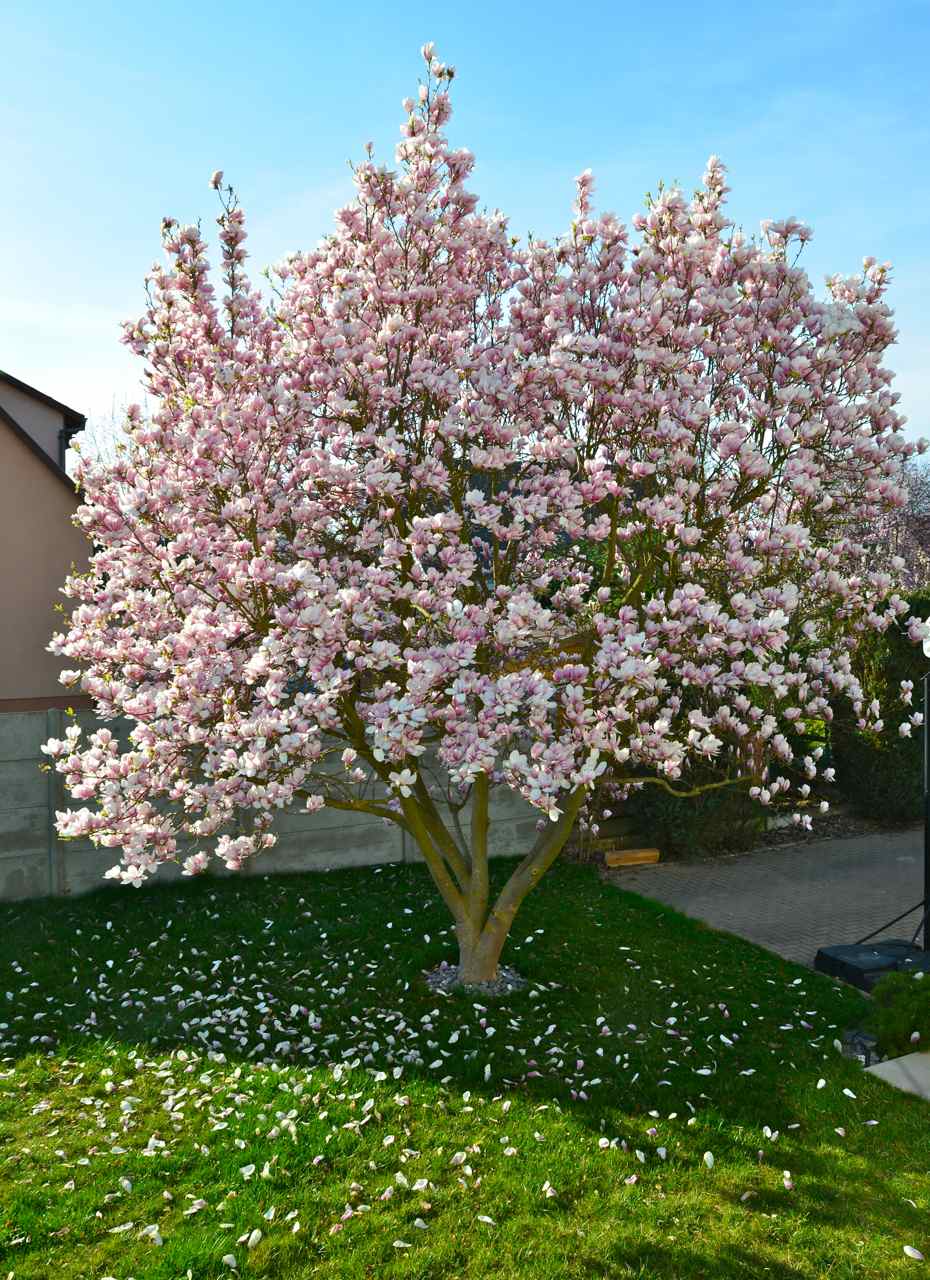 Je repose sous ce magnifique magnolia