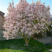 Je repose sous ce magnifique magnolia