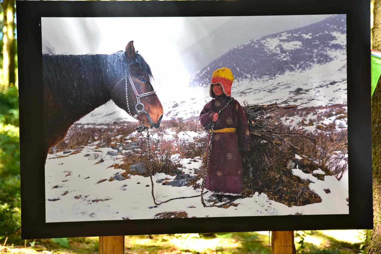 Jeune nomade parie ramassée du bois avec son cheval. Province du Kham-Est du Tibet