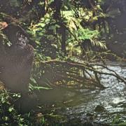 Gorilla by the water. Ouganda.Grand Prix du Jury- Kathleen-Ricker