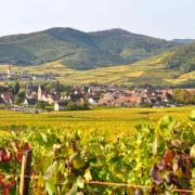 ... Kientzheim enserré dans un écrin de vignes